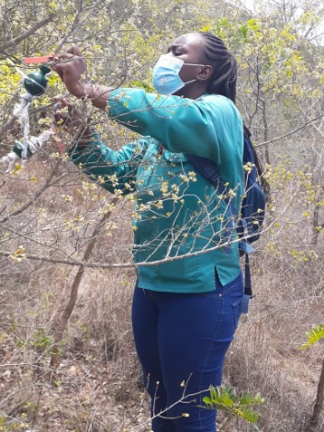 A seed scientist stood amongst the branches of a tree adjusting a labelled device in the tree